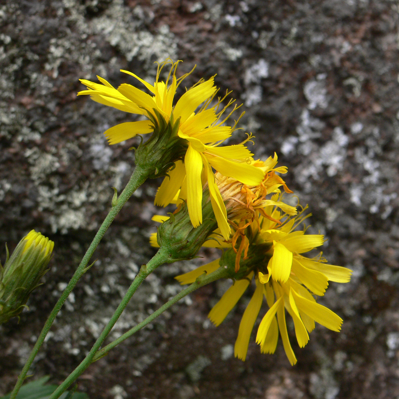 Image of Hieracium umbellatum specimen.