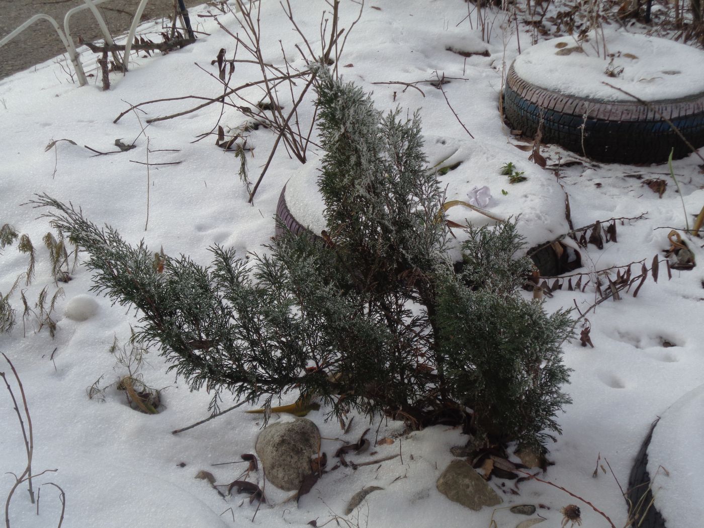 Изображение особи Juniperus sabina.