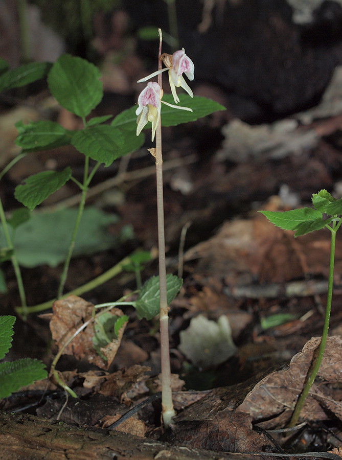 Image of Epipogium aphyllum specimen.