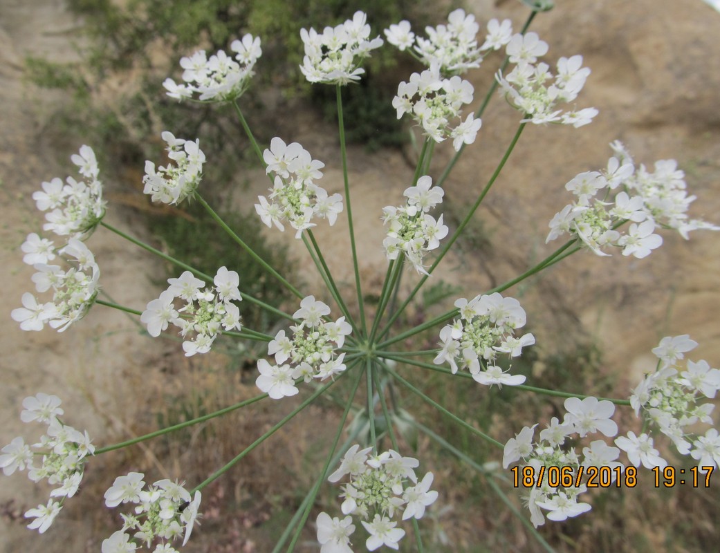 Изображение особи Astrodaucus orientalis.