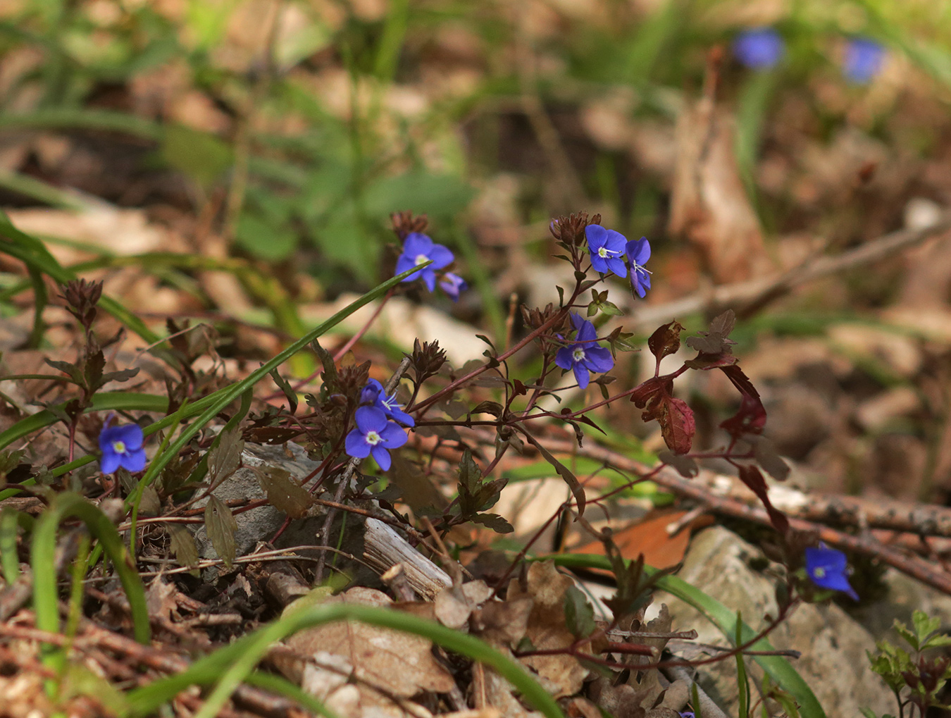 Image of Veronica umbrosa specimen.