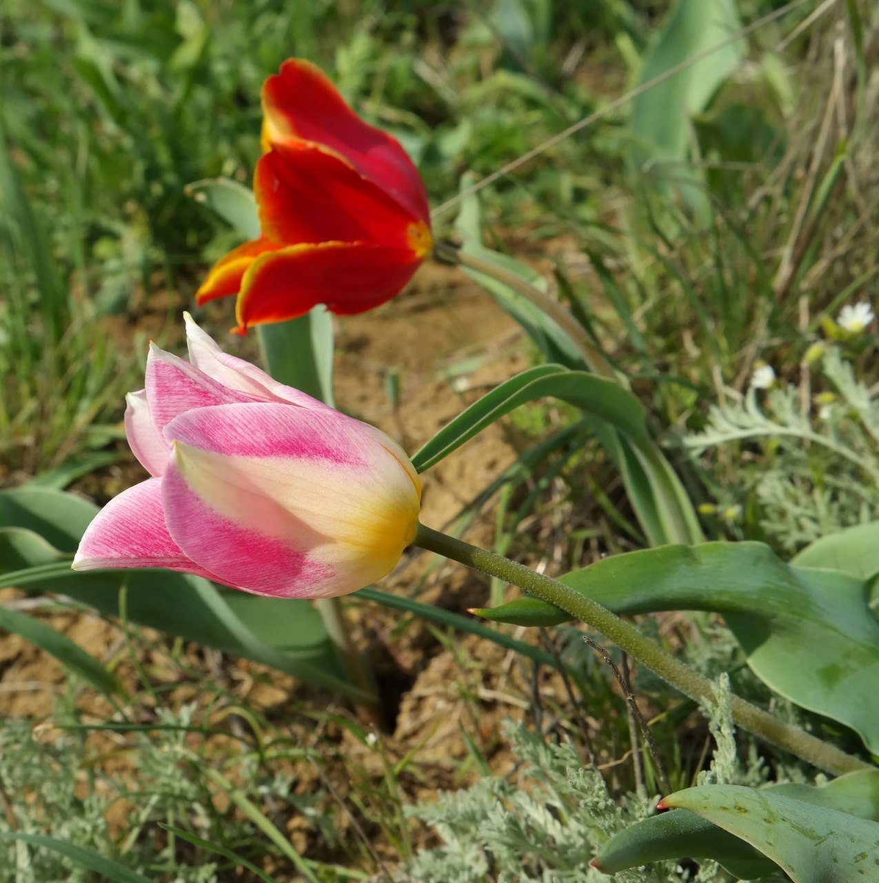 Image of Tulipa suaveolens specimen.