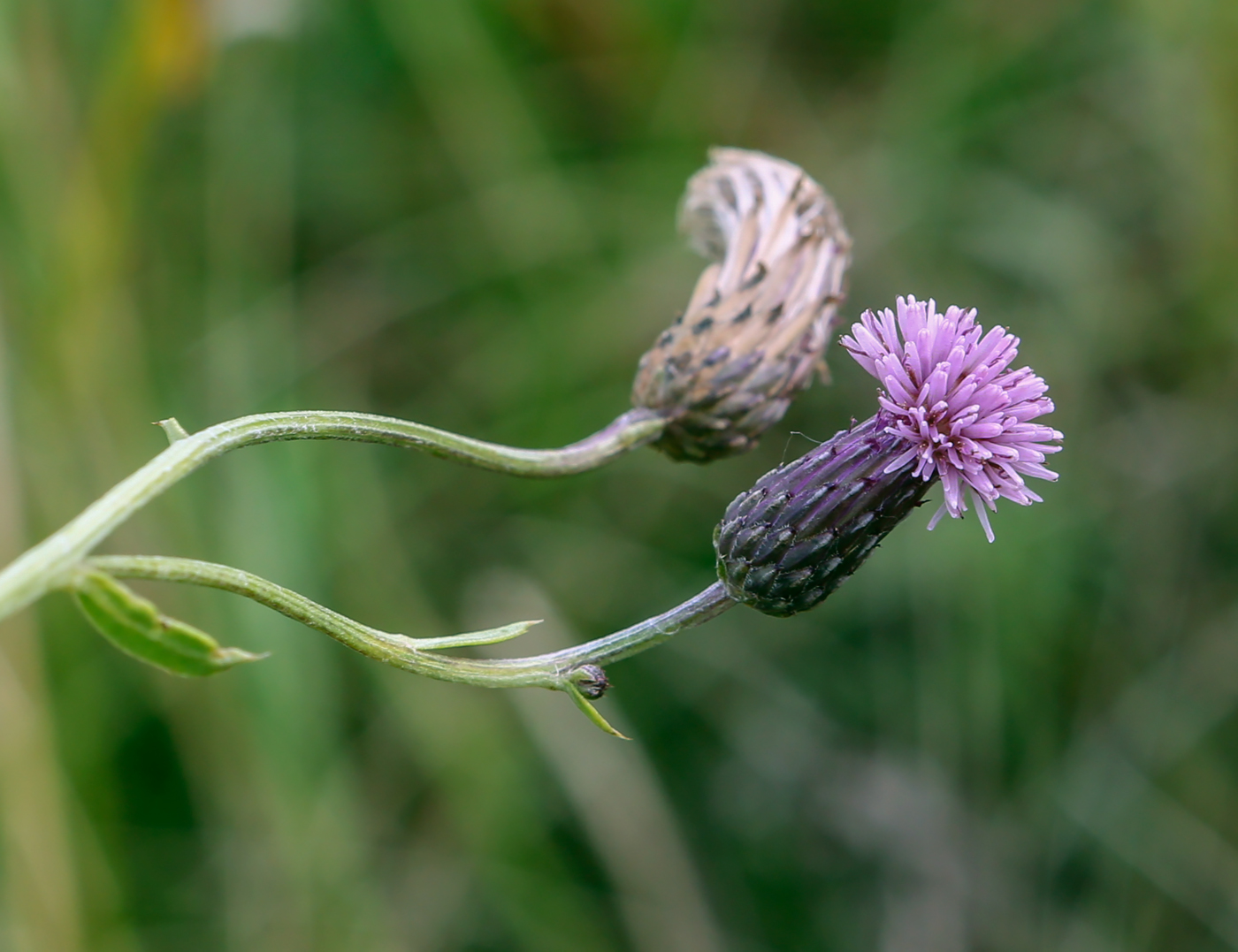 Изображение особи Cirsium incanum.