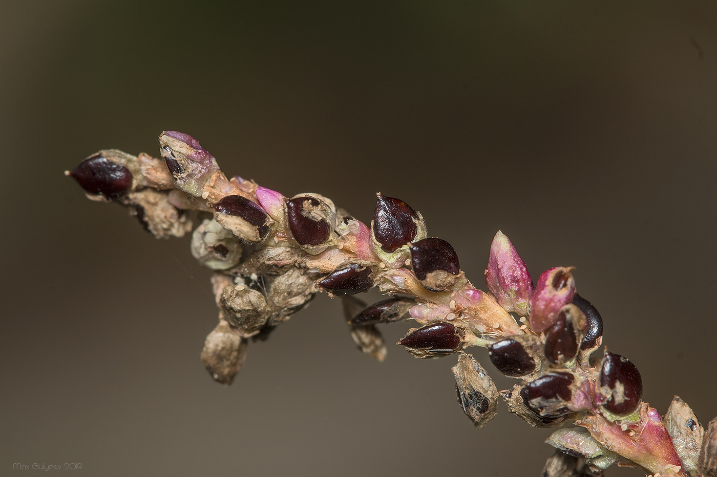 Image of Persicaria lapathifolia specimen.