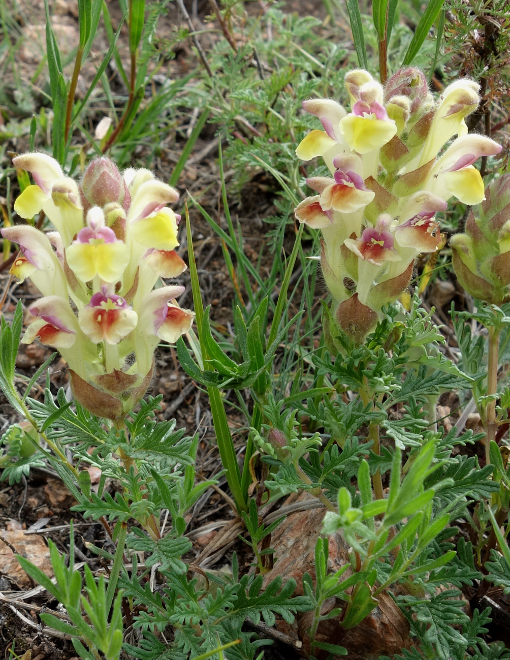 Image of Scutellaria przewalskii specimen.