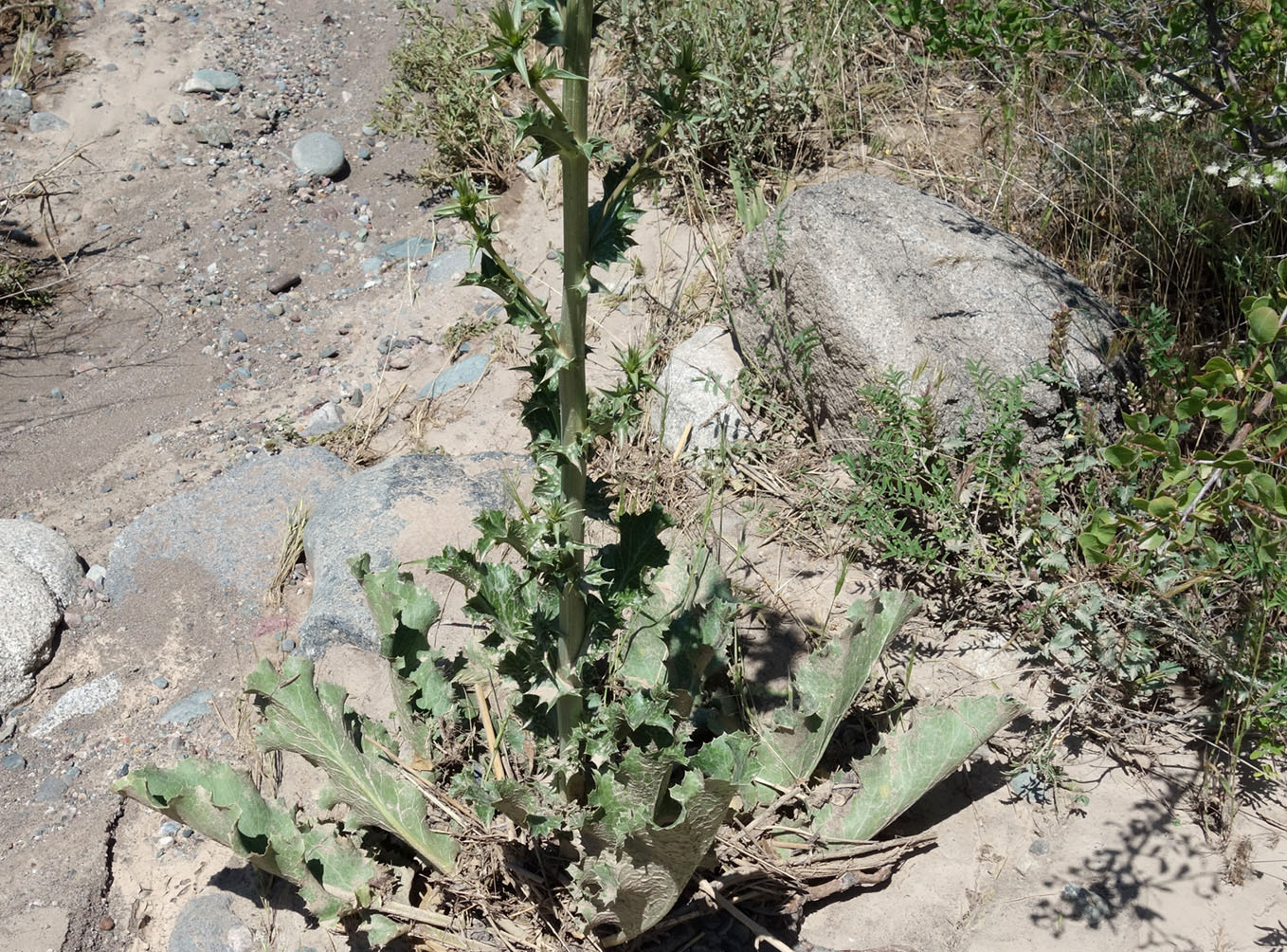 Изображение особи Eryngium macrocalyx.