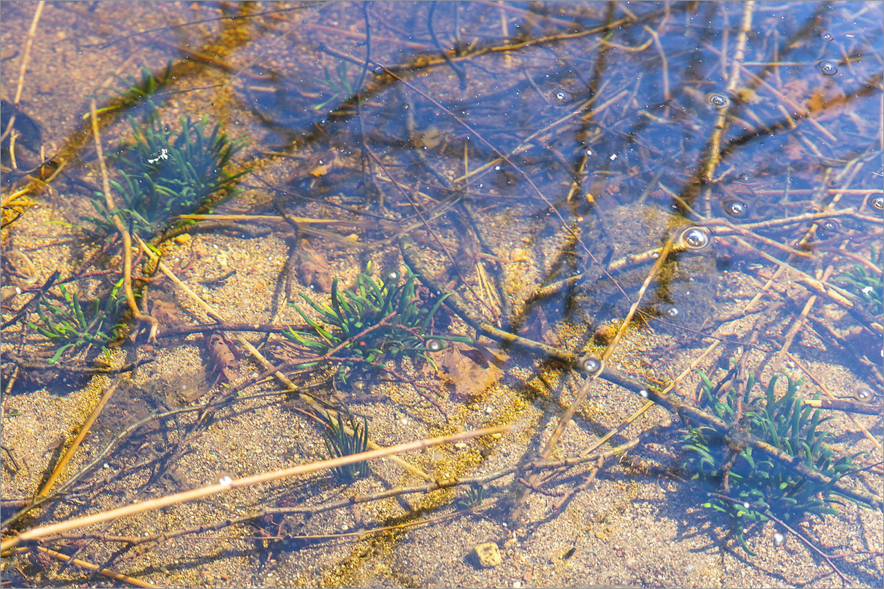 Image of Lobelia dortmanna specimen.