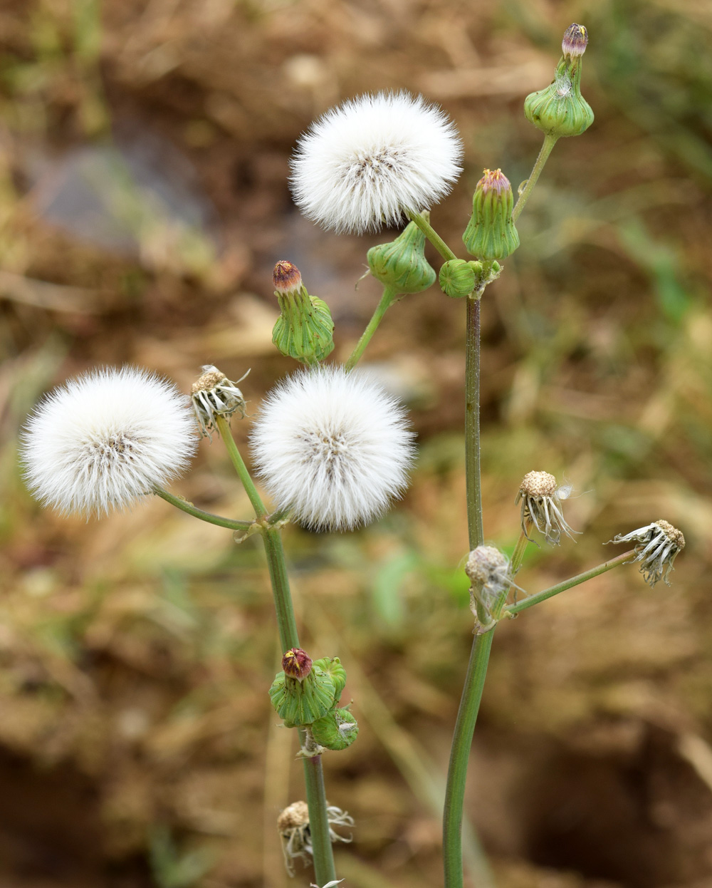 Изображение особи Sonchus oleraceus.