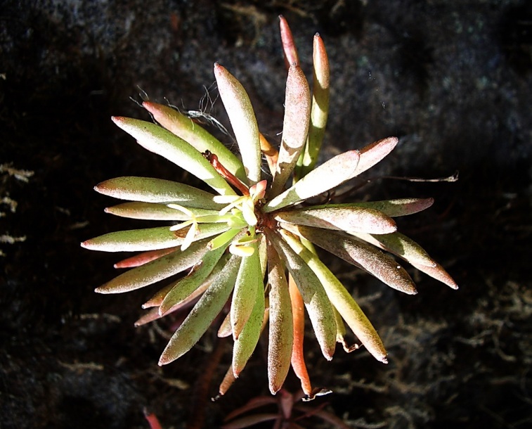 Изображение особи Oxalis sanmiguelii ssp. urubambensis.