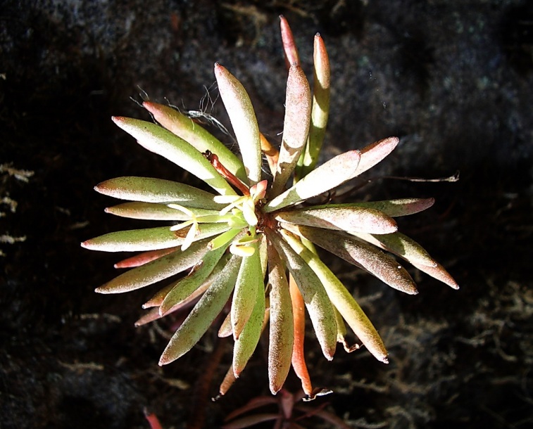 Image of Oxalis sanmiguelii ssp. urubambensis specimen.