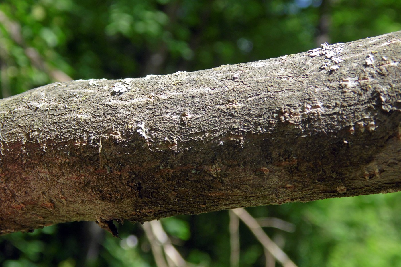 Изображение особи Frangula alnus.