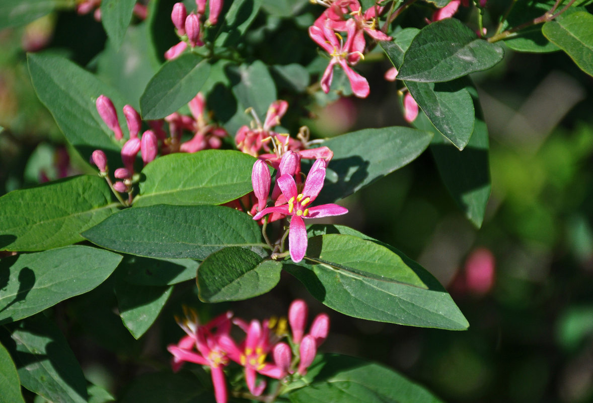 Image of Lonicera tatarica specimen.