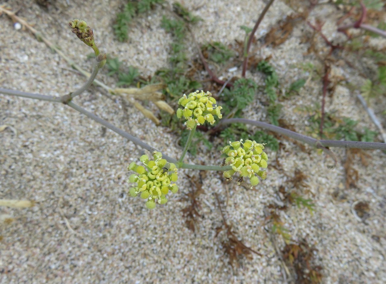 Изображение особи Taeniopetalum obtusifolium.