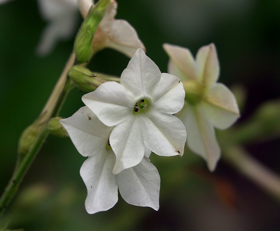 Изображение особи Nicotiana alata.