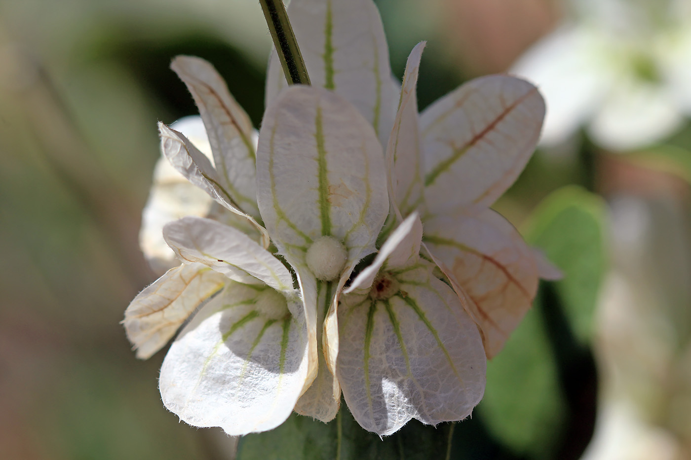 Image of Otostegia fedtschenkoana specimen.