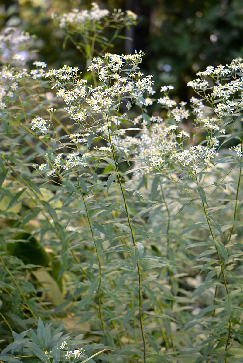 Image of Doellingeria umbellata specimen.