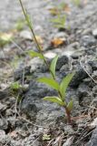 Epipactis atrorubens