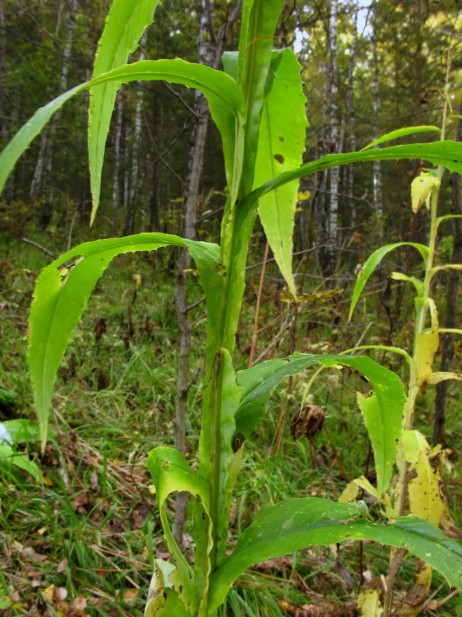 Изображение особи Saussurea stolbensis.