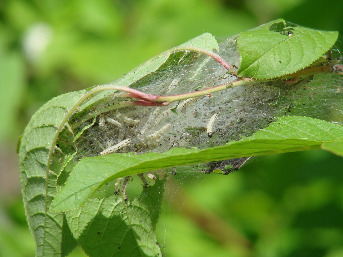 Image of Padus avium ssp. pubescens specimen.