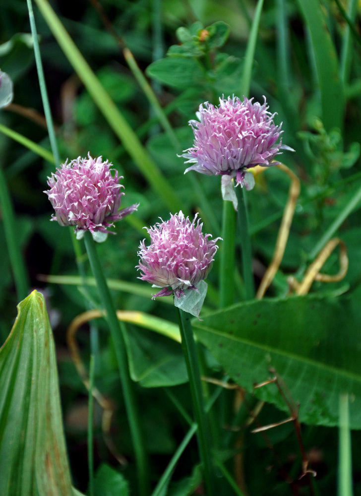 Image of Allium schoenoprasum specimen.