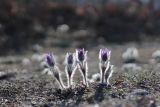 Pulsatilla taurica. Цветущие растения. Крым, Севастополь, окр. с. Терновка, скалы Кара-Коба. 02.03.2021.