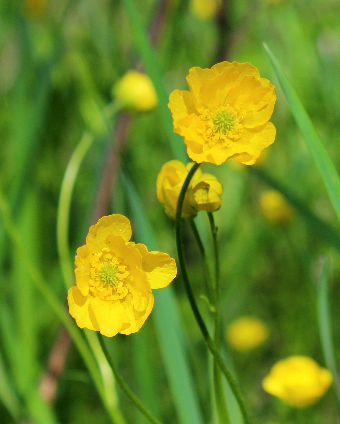 Изображение особи Ranunculus pedatus.