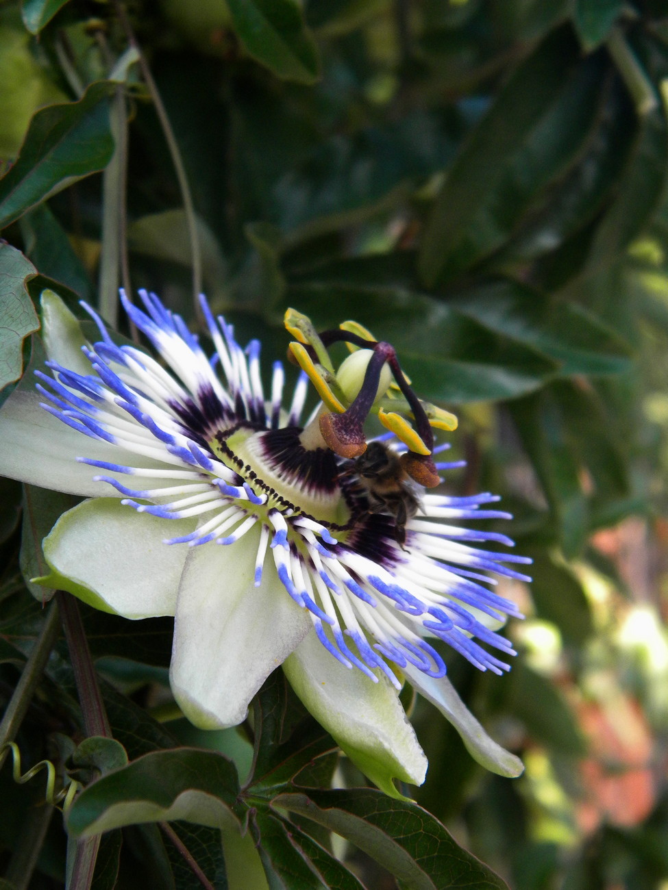 Image of Passiflora caerulea specimen.