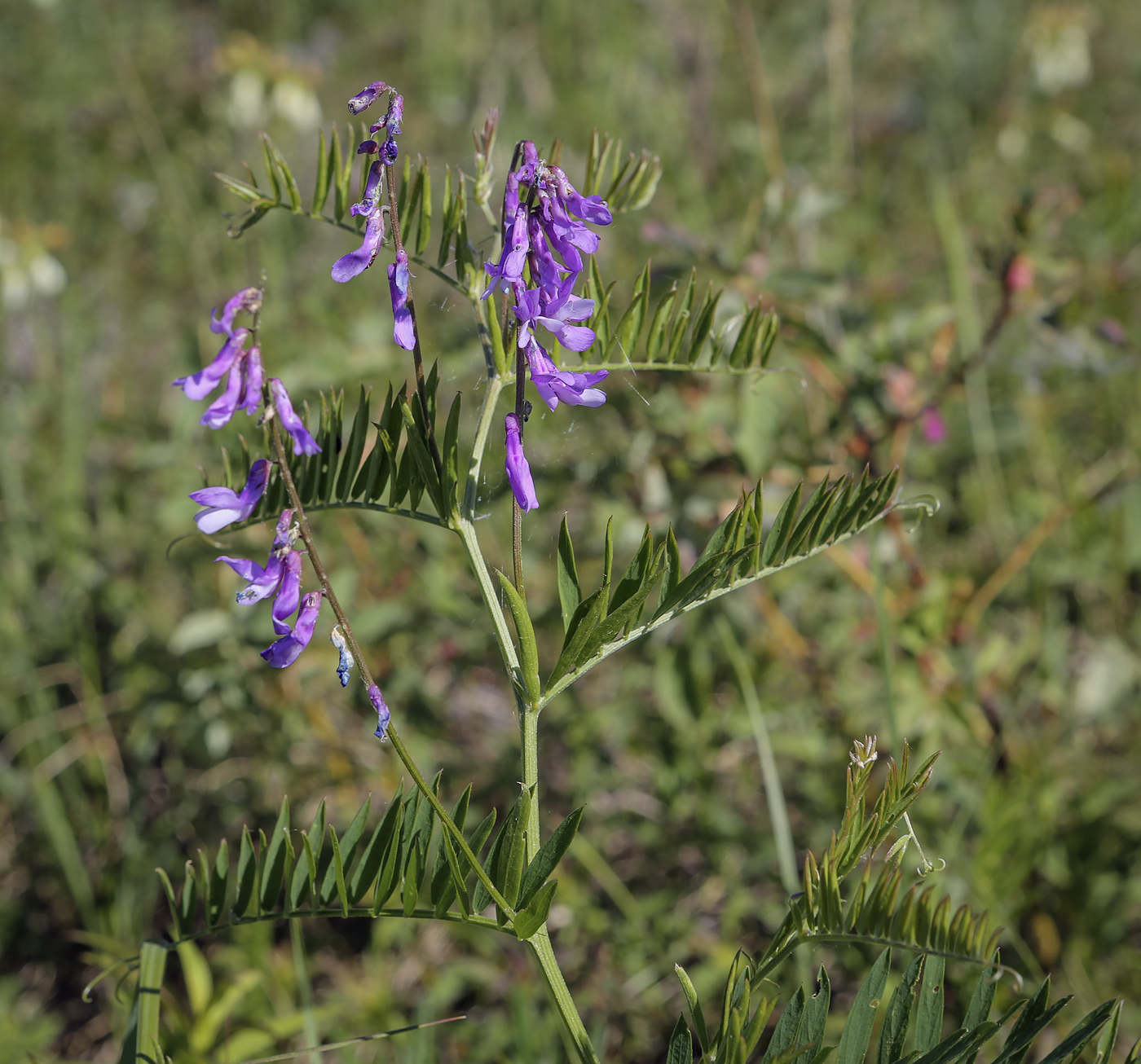 Image of Vicia tenuifolia specimen.