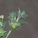 Euphorbia aleppica. Верхушка веточки с цветущим и плодоносящим циациями. Израиль, Иудейские горы, г. Иерусалим, ботанический сад университета. 18.07.2019.