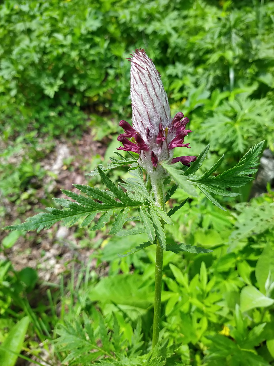 Изображение особи Pedicularis atropurpurea.