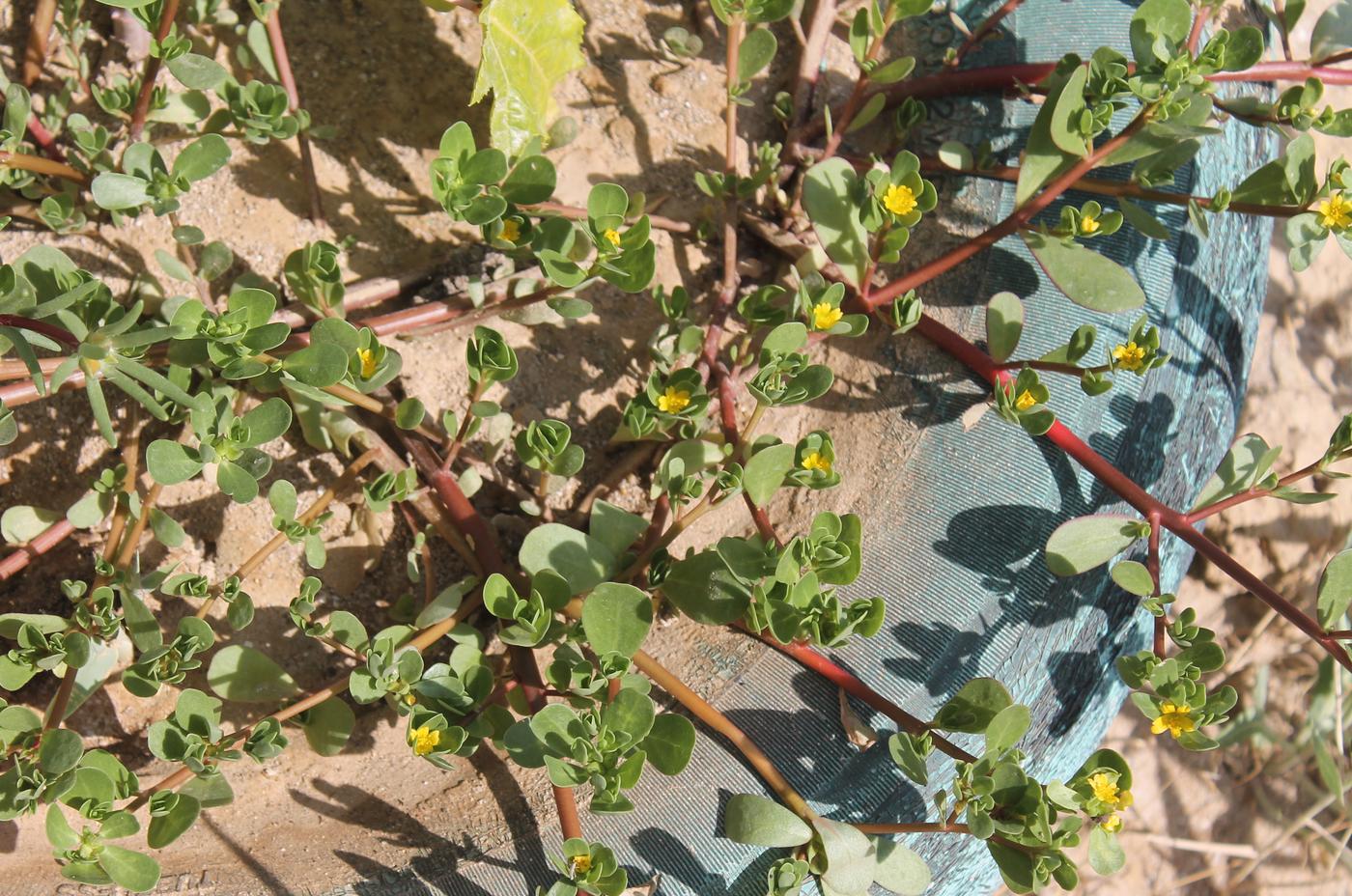 Image of Portulaca oleracea specimen.