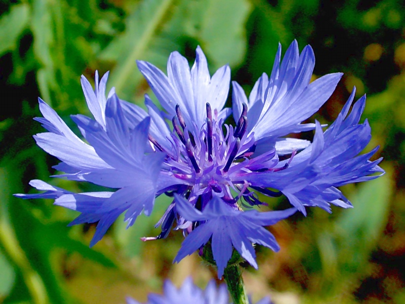 Изображение особи Centaurea cyanus.