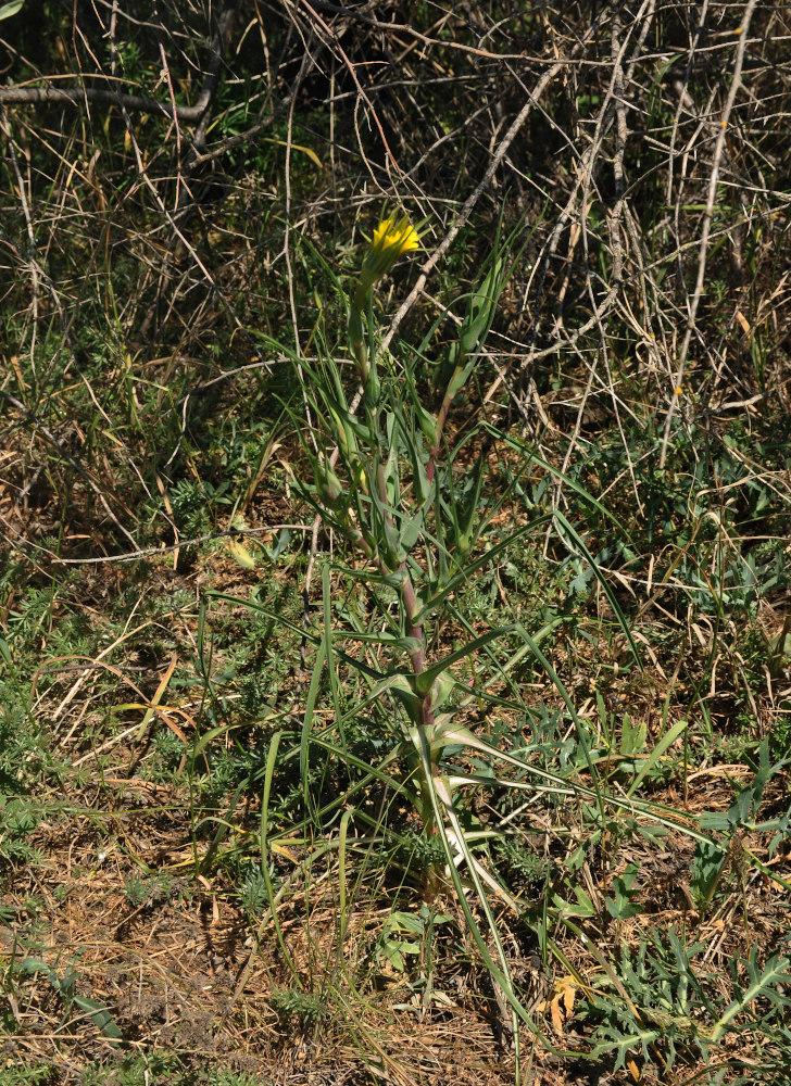 Изображение особи род Tragopogon.