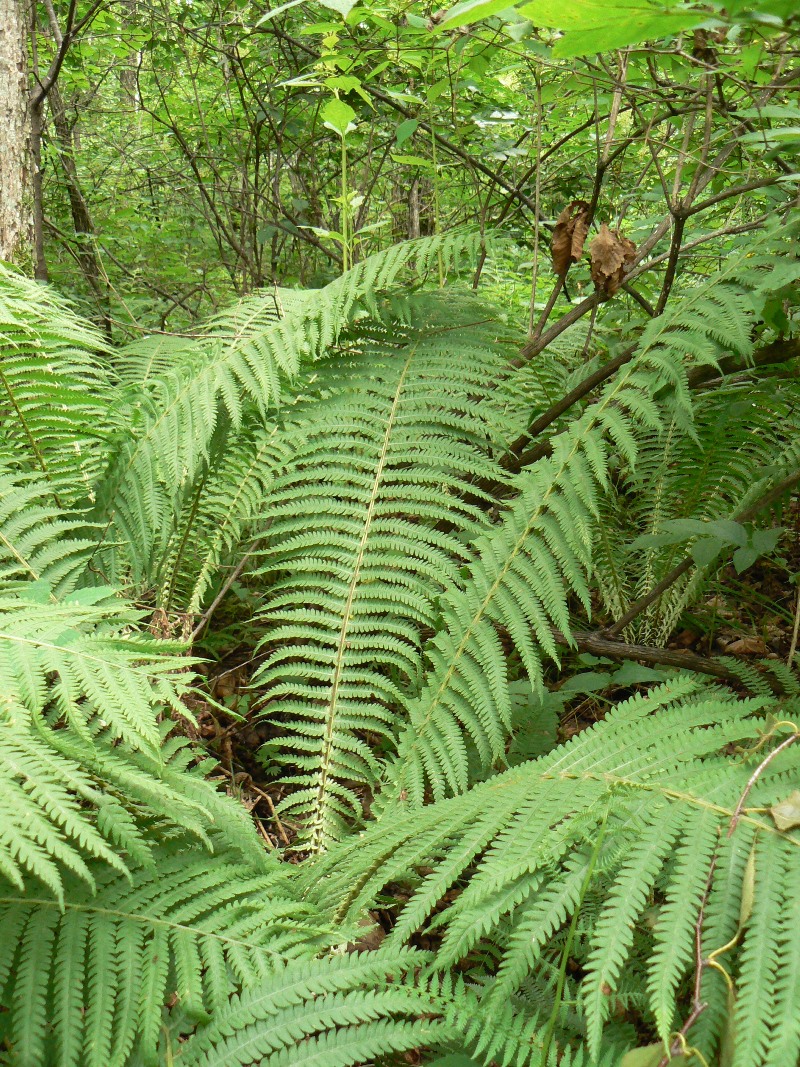 Image of Matteuccia struthiopteris specimen.