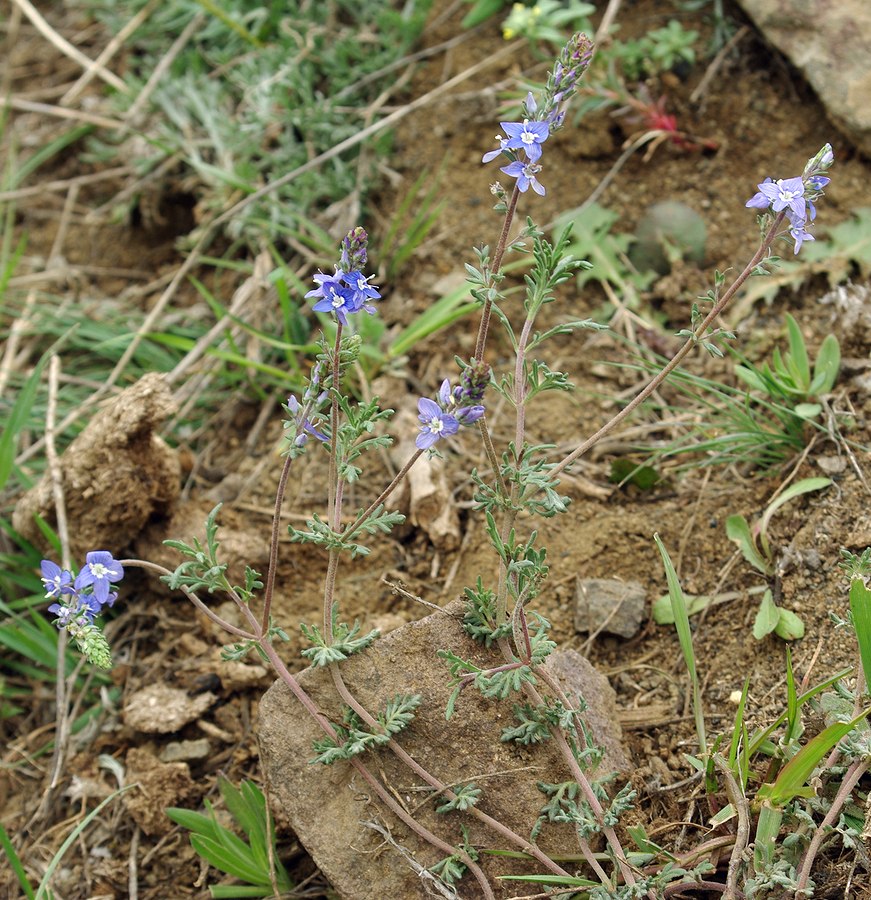 Image of Veronica multifida specimen.