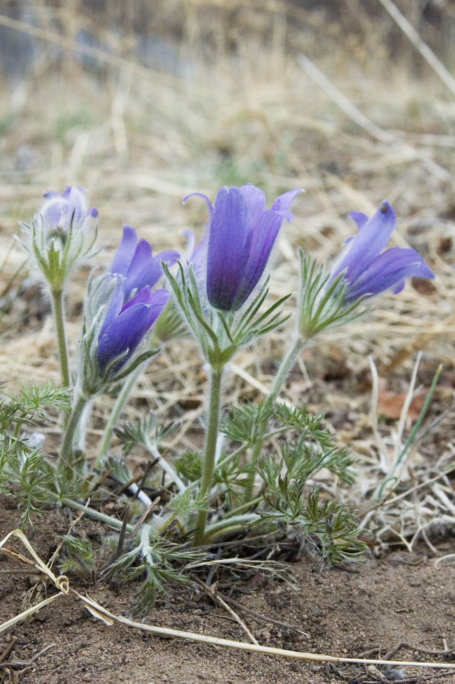 Изображение особи Pulsatilla turczaninovii.