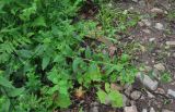 Pedicularis resupinata