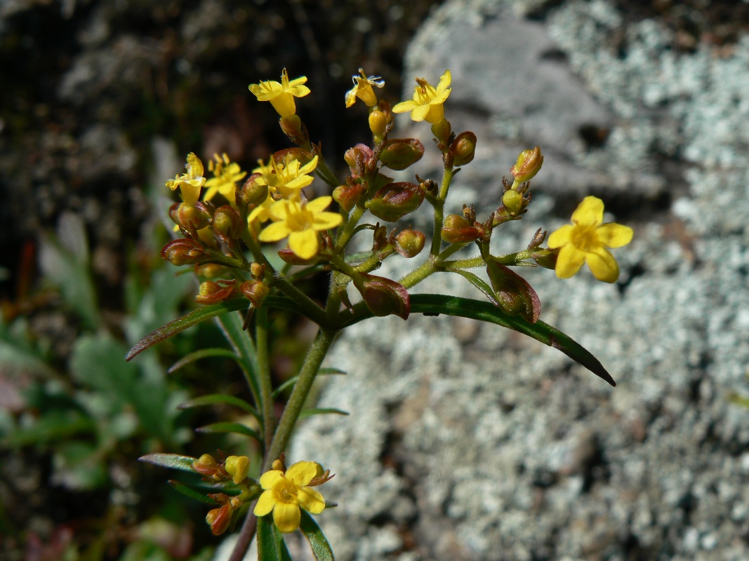 Image of Patrinia rupestris specimen.