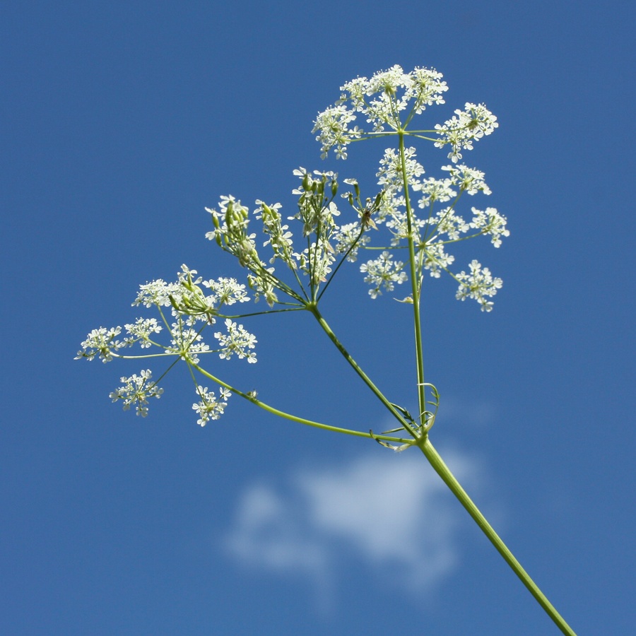 Изображение особи Anthriscus sylvestris.