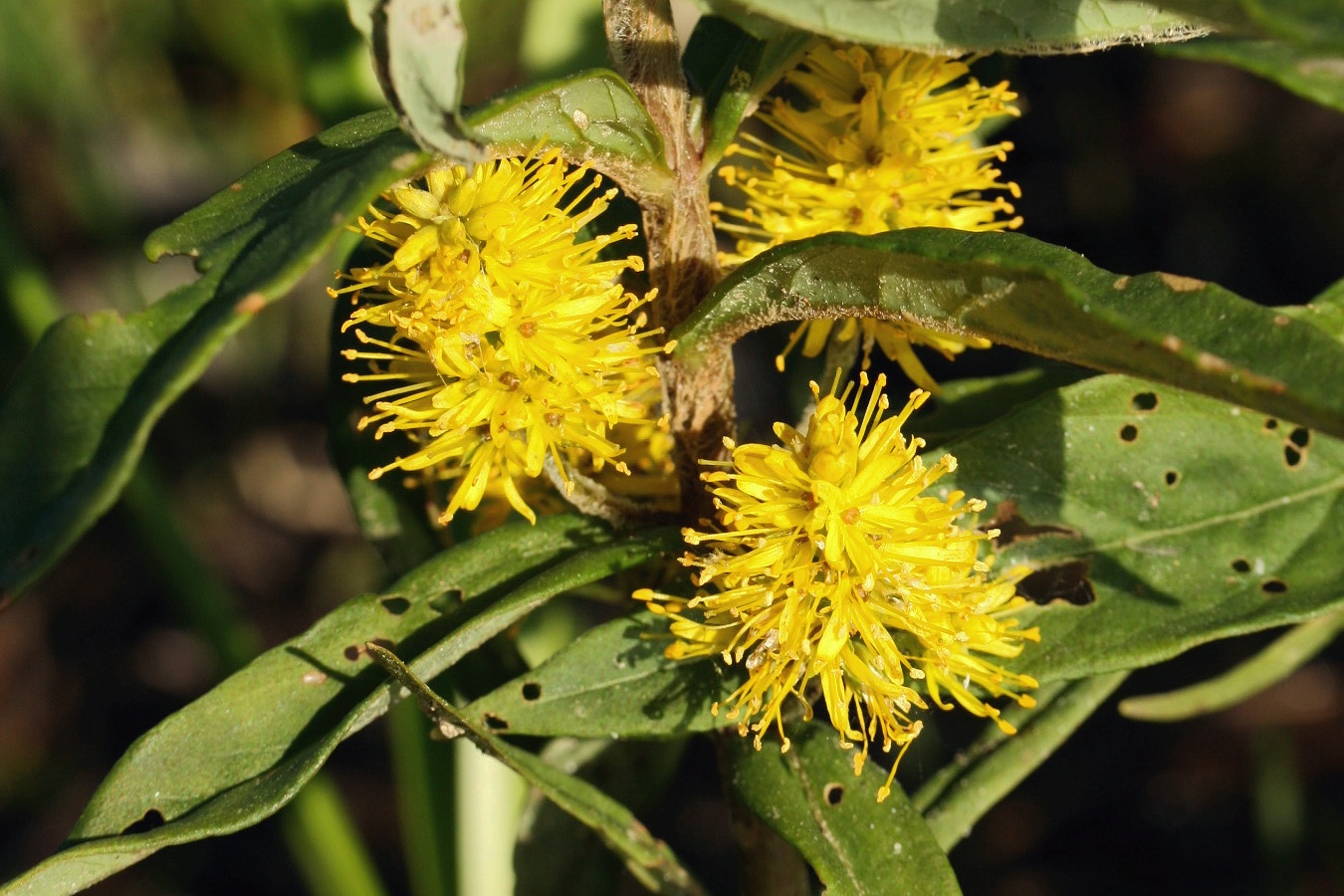 Image of Naumburgia thyrsiflora specimen.