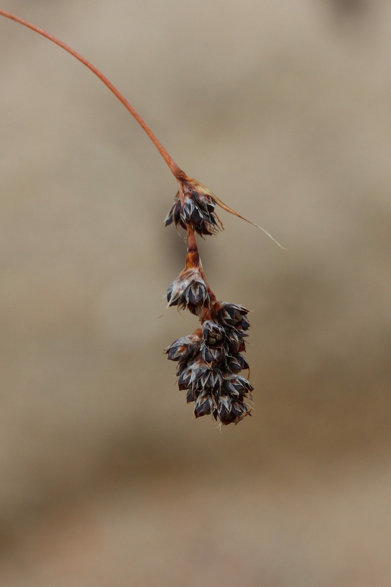 Image of Luzula spicata specimen.