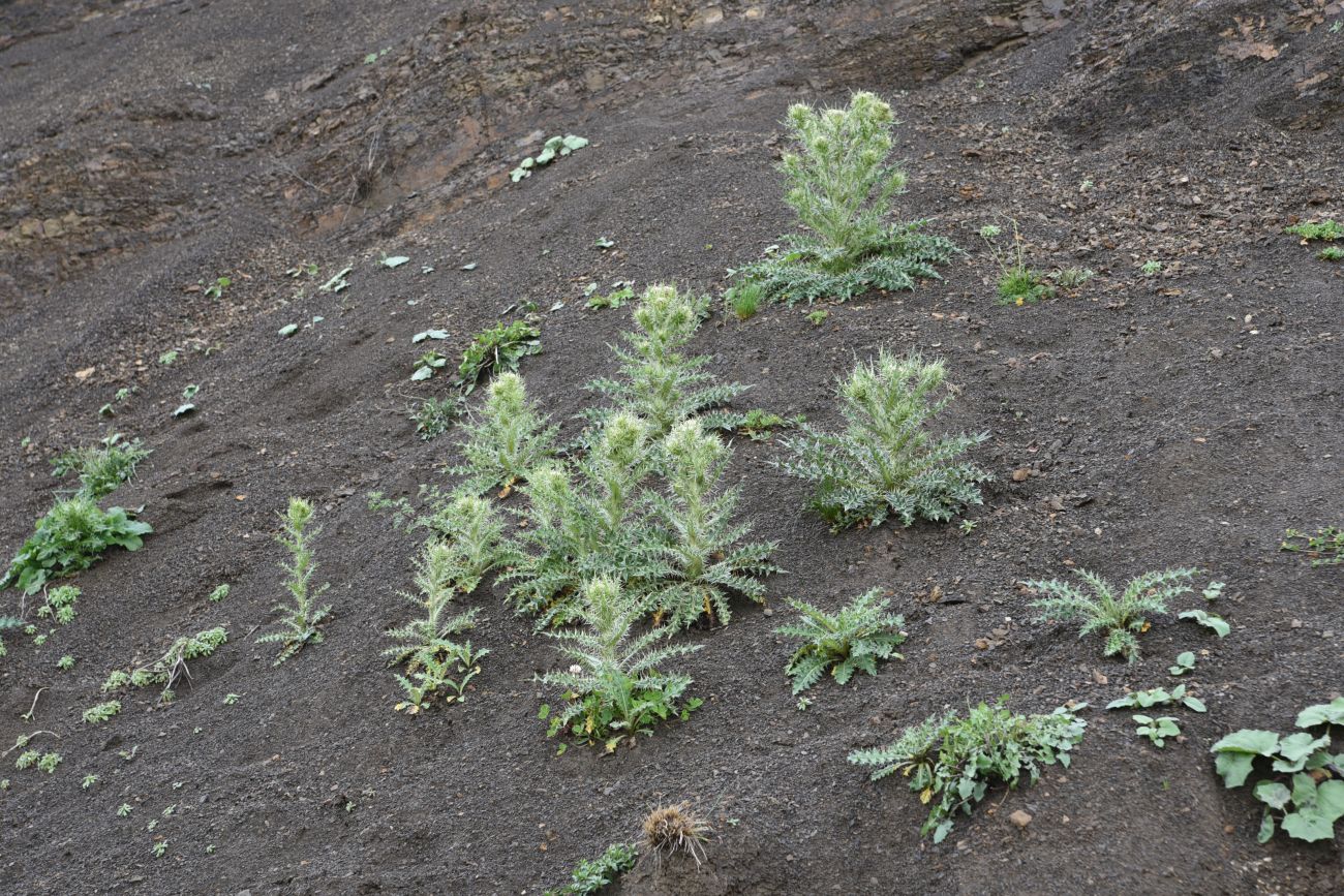 Изображение особи род Cirsium.