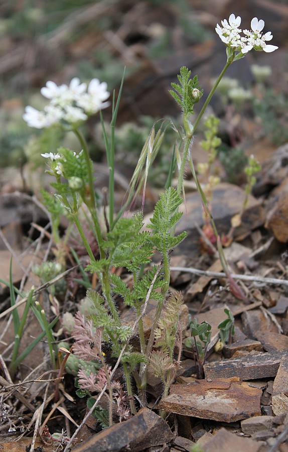 Image of Orlaya daucoides specimen.