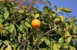Citrus sinensis. Верхушка ветви с плодом. Марокко, обл. Фес-Мекнес, г. Фес, в культуре. 04.01.2023.