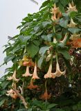 Brugmansia arborea. Верхушки ветвей с цветками. Марокко, обл. Рабат - Сале - Кенитра, г. Рабат, в культуре. 06.01.2023.