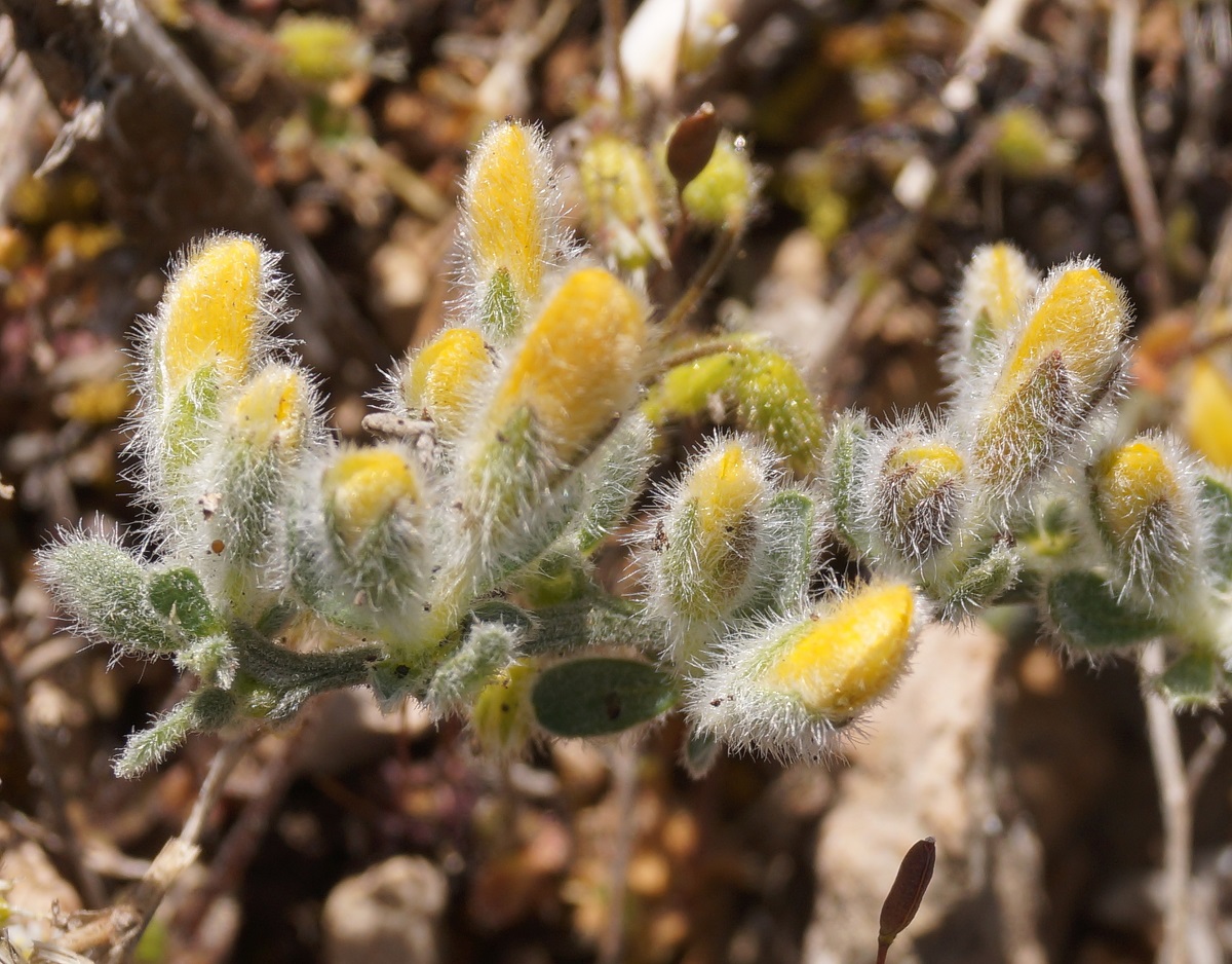 Image of Genista albida specimen.