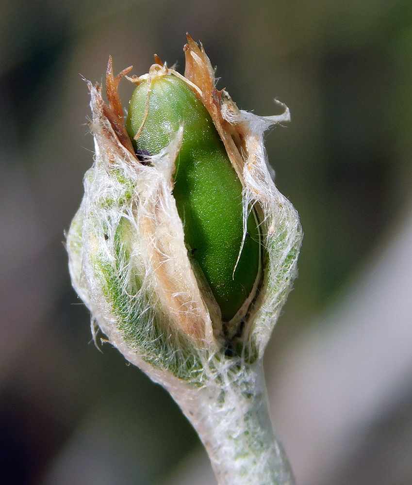 Image of Lychnis coronaria specimen.