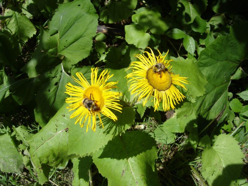 Изображение особи Telekia speciosa.