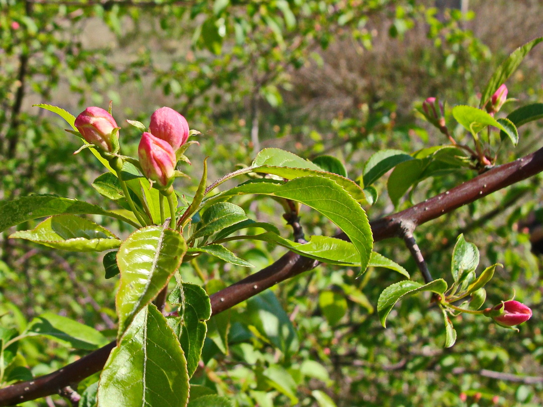 Изображение особи Malus baccata.