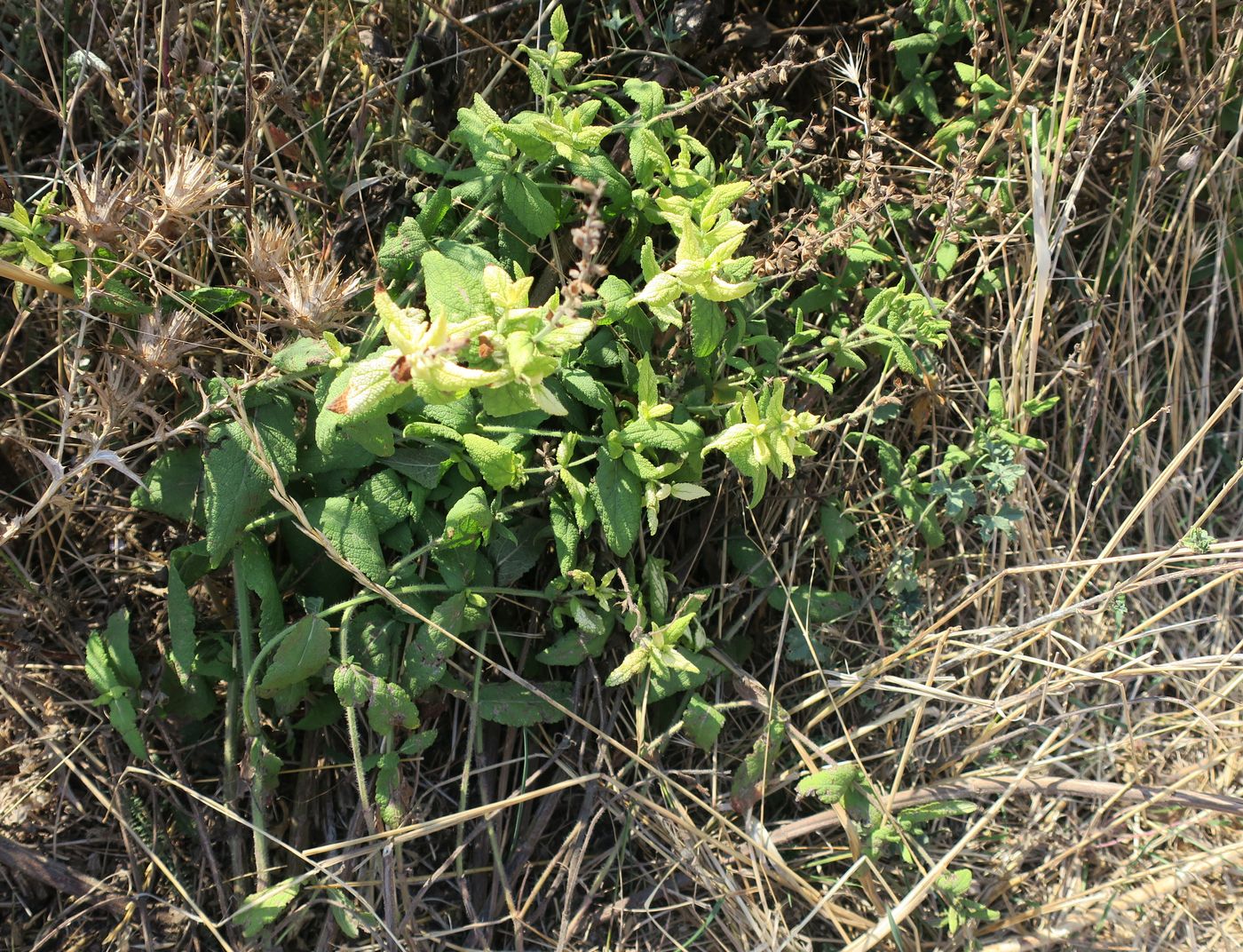 Image of Salvia virgata specimen.